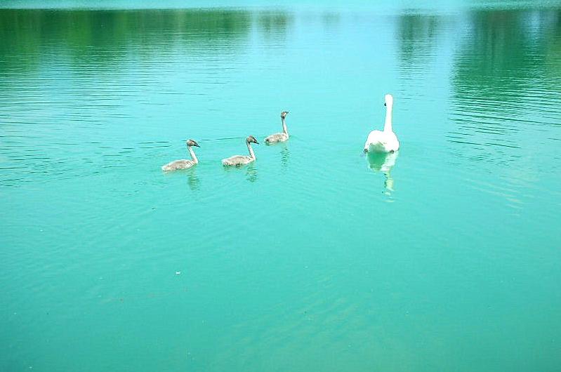 Cigno reale - Cygnus Olor